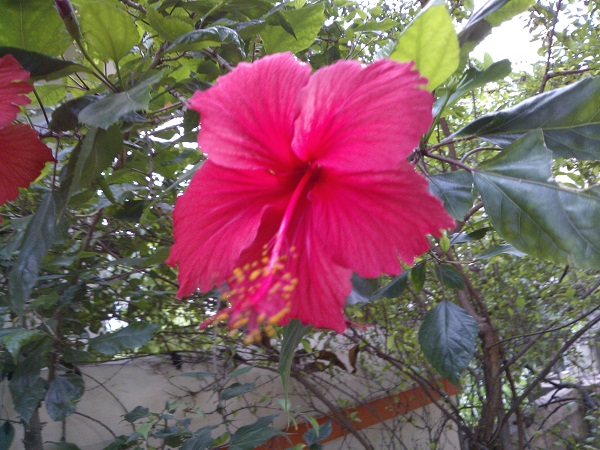 Gallery: Nokia Lumia 510 sample images 5 Lumia-510-2