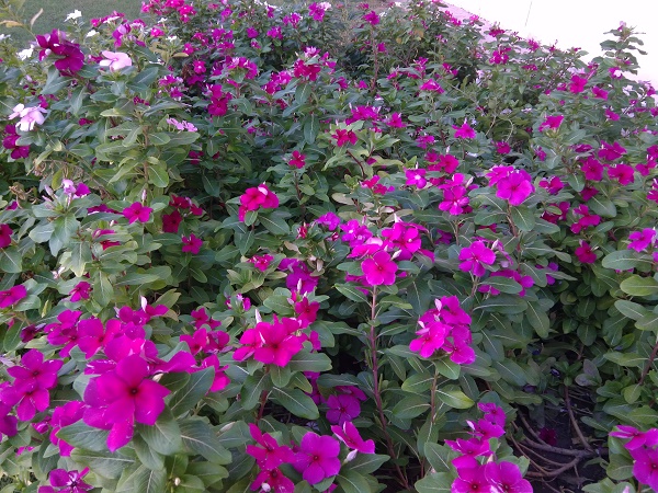 XOLO-Play-Camera-Sample-4
