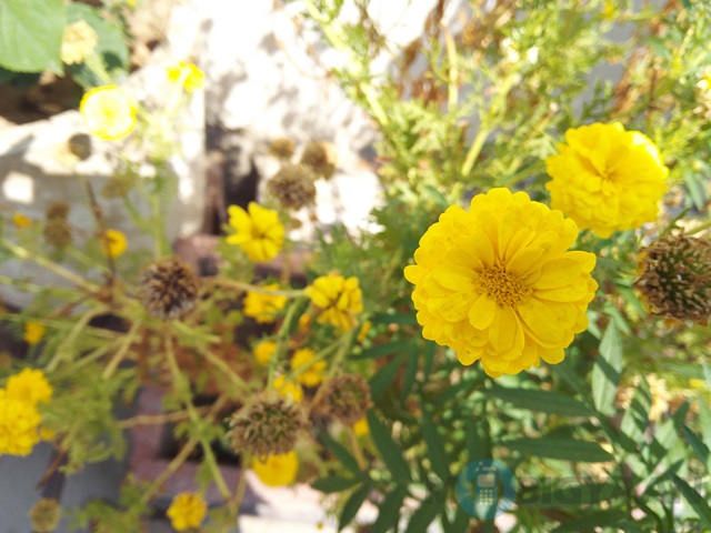 Huawei Honor 6 Plus (21)