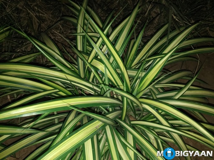 LeEco-Le-Max-Camera-Samples-Night-Shots-plant-pattern-flash