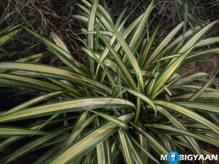 LeEco-Le-Max-Camera-Samples-Night-Shots-plant-pattern-non-hdr