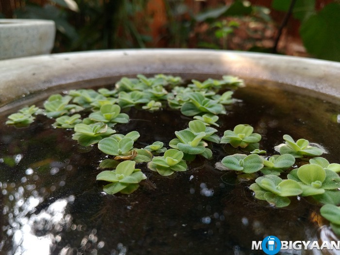 LeEco-Le-Max-Review-Daylight-Shots-Pond-Plant