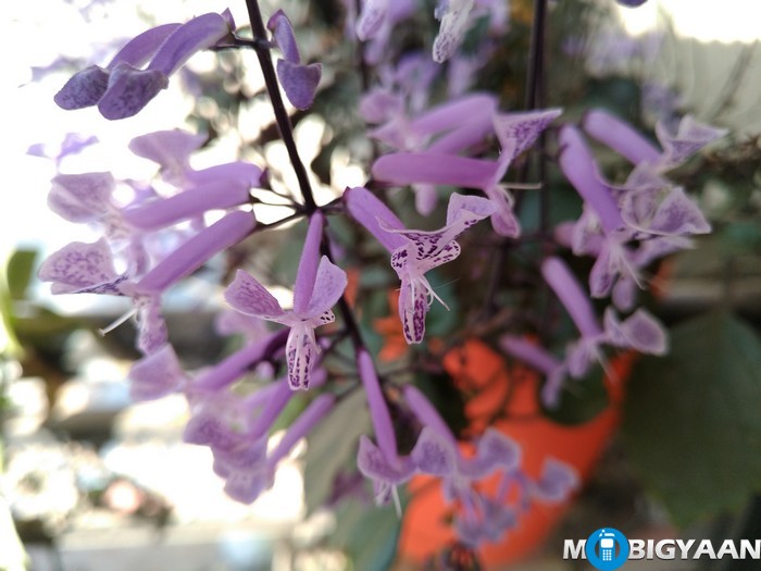 LeEco-Le-Max-Camera-Samples-Daylight-Shots-Purple-Flower-front-focus