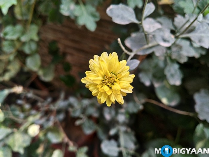 LeEco-Le-Max-Review-Daylight-Shots-Yellow-Flower-front-focus