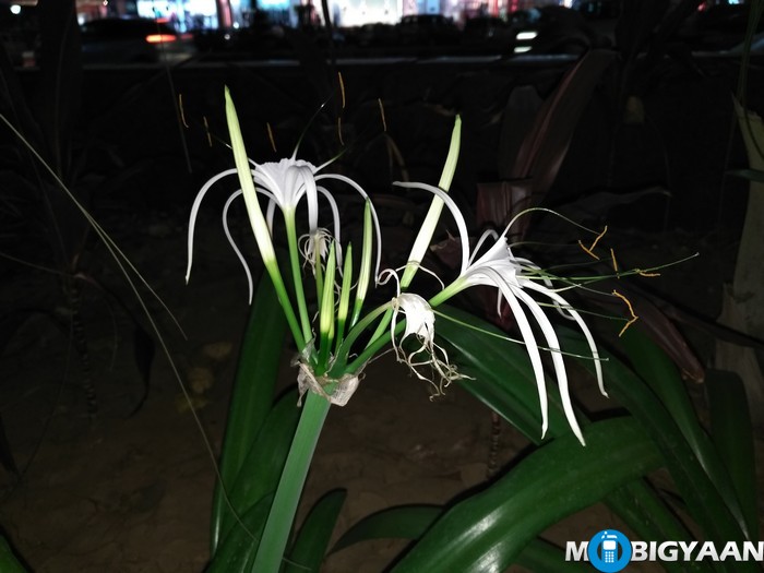 LeEco-Le-Max-Camera-Samples-Night-Shots-Plant-Lilly-Flash-On