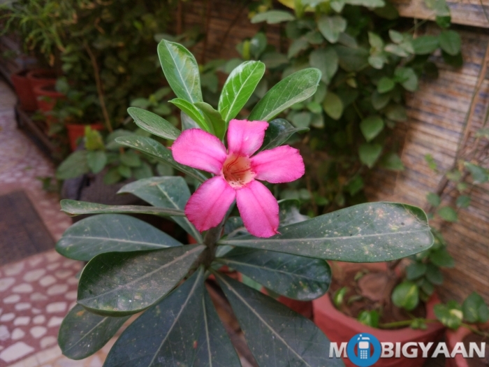 xiaomi-mi-5-review-daylight-shots-3-non-hdr