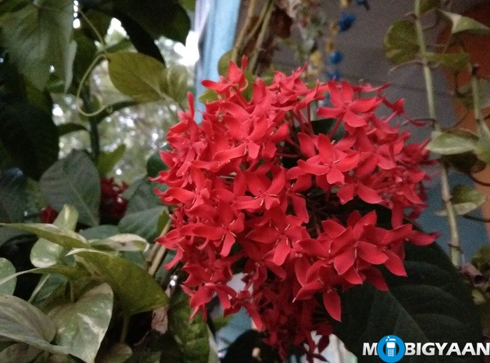 Coolpad Max Camera Samples (12)