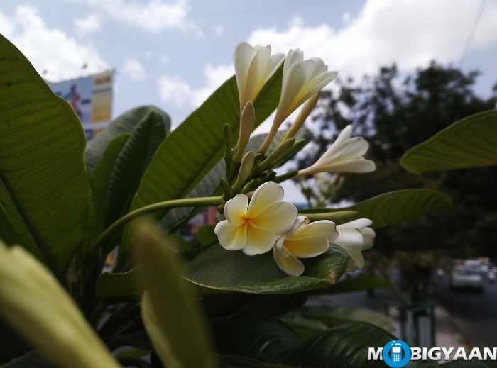 Coolpad Max Camera Samples (13)