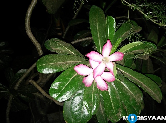 Coolpad Max Camera Samples (7)