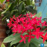 Honor 5C Camera Samples 19