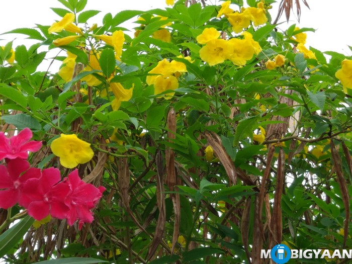 OnePlus 3 vs Xiaomi Mi 5 - Camera Comparison 5 Xiaomi Mi 5