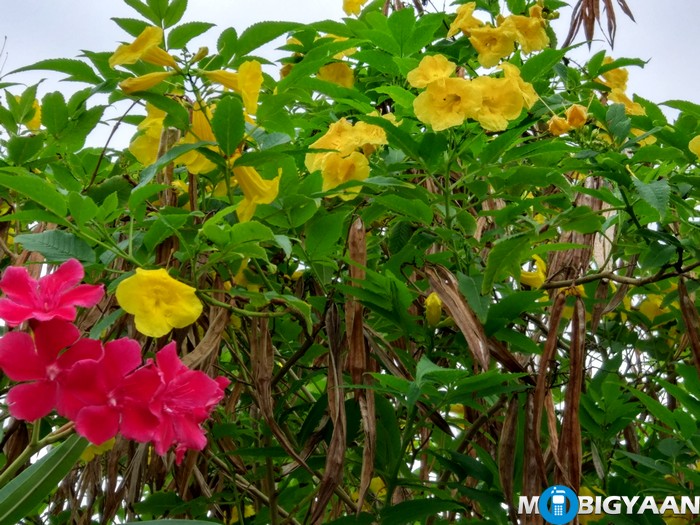OnePlus 3 vs Xiaomi Mi 5 - Camera Comparison 15 OnePlus 3 vs Xiaomi Mi 5 - Camera Comparison - Mi5 (5)