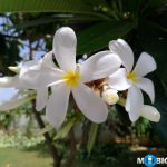 ASUS Zenfone 3 Camera Samples ZE520KL 10