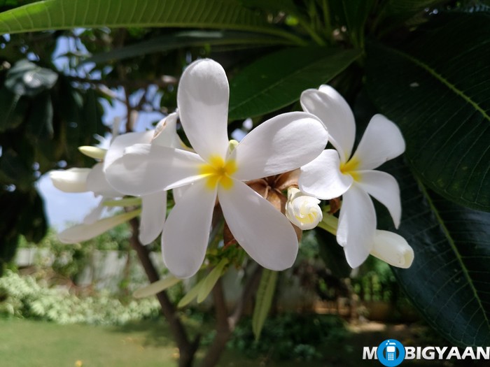 ASUS Zenfone 3 Camera Samples ZE520KL 10