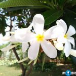 ASUS Zenfone 3 Camera Samples ZE520KL 11