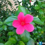 ASUS Zenfone 3 Camera Samples ZE520KL 13