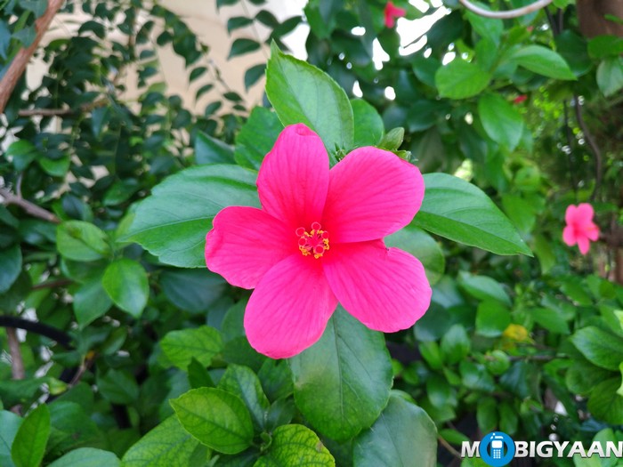 ASUS Zenfone 3 Camera Samples ZE520KL 13