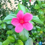 ASUS Zenfone 3 Camera Samples ZE520KL 14