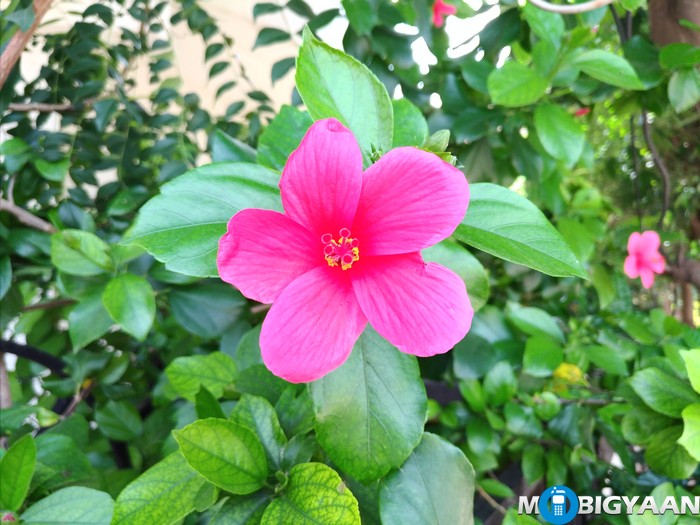 ASUS Zenfone 3 Camera Samples ZE520KL 14