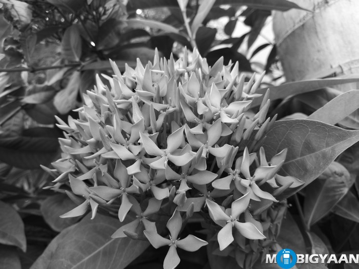 HUAWEI P9 Camera Monochrome Samples 5