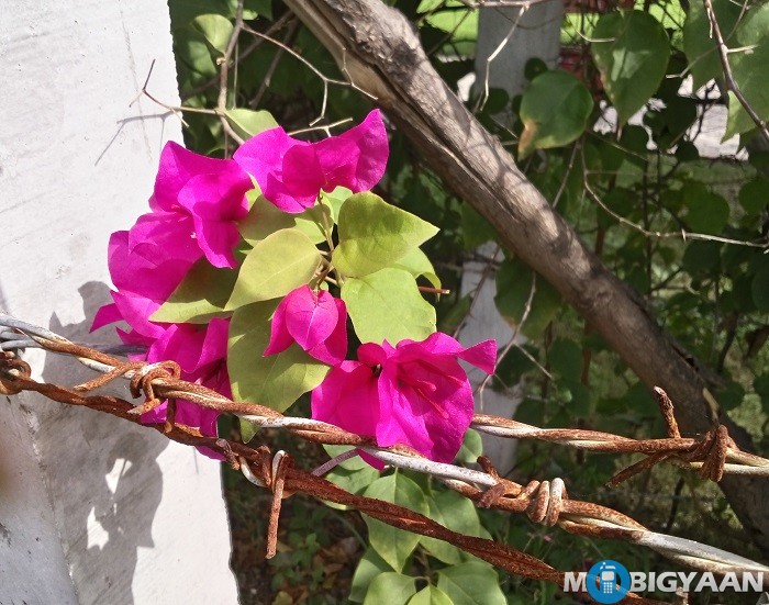 Coolpad Mega 2.5D Review 34 coolpad-mega-2-5d-review-camera-daylight-3-hdr