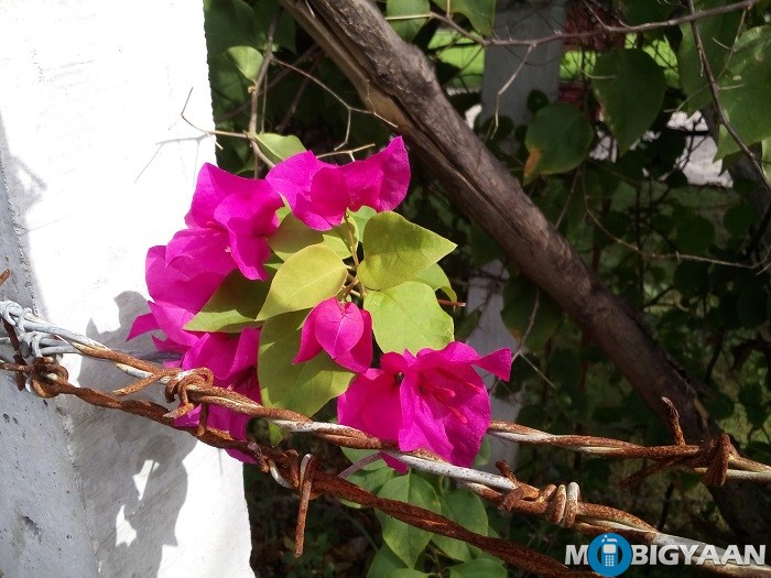 Coolpad Mega 2.5D Review 33 coolpad-mega-2-5d-review-camera-daylight-3-non-hdr