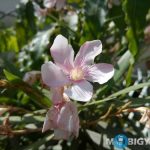 gionee-a1-review-daylight-shots-1