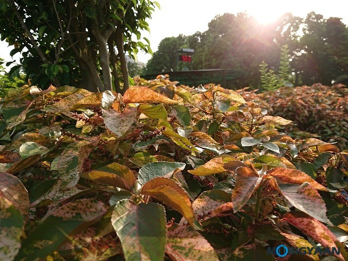 Sony Xperia XZ Premium Camera Samples Review Images 12