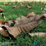 oneplus-5-review-camera-samples-daylight-14-bokeh