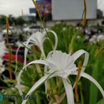 oneplus-5-review-camera-samples-daylight-15