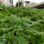 oneplus-5-review-camera-samples-daylight-18