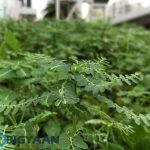 oneplus-5-review-camera-samples-daylight-20-bokeh