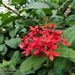 oneplus-5-review-camera-samples-daylight-3