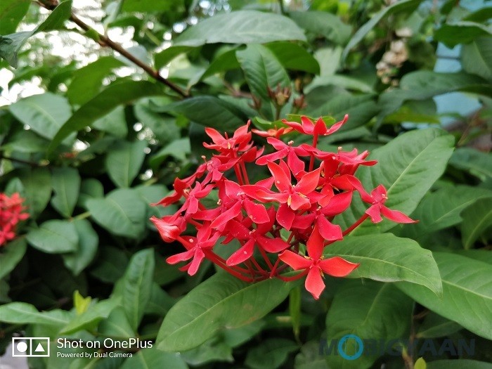 oneplus-5-review-camera-samples-daylight-3 