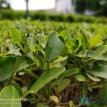 oneplus-5-review-camera-samples-daylight-8