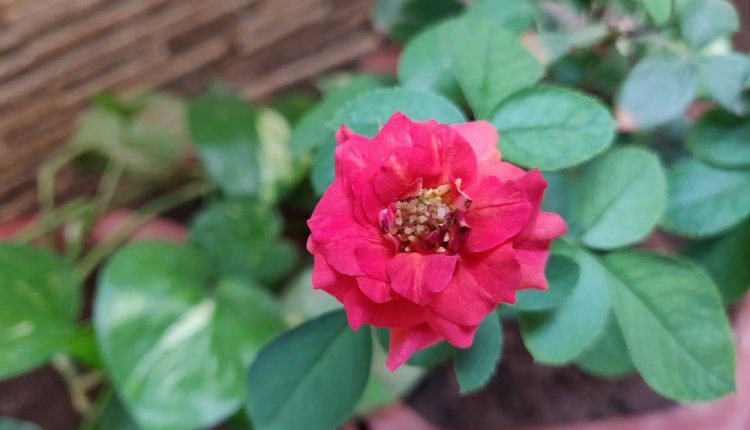 oneplus-6-review-camera-samples-daylight-36
