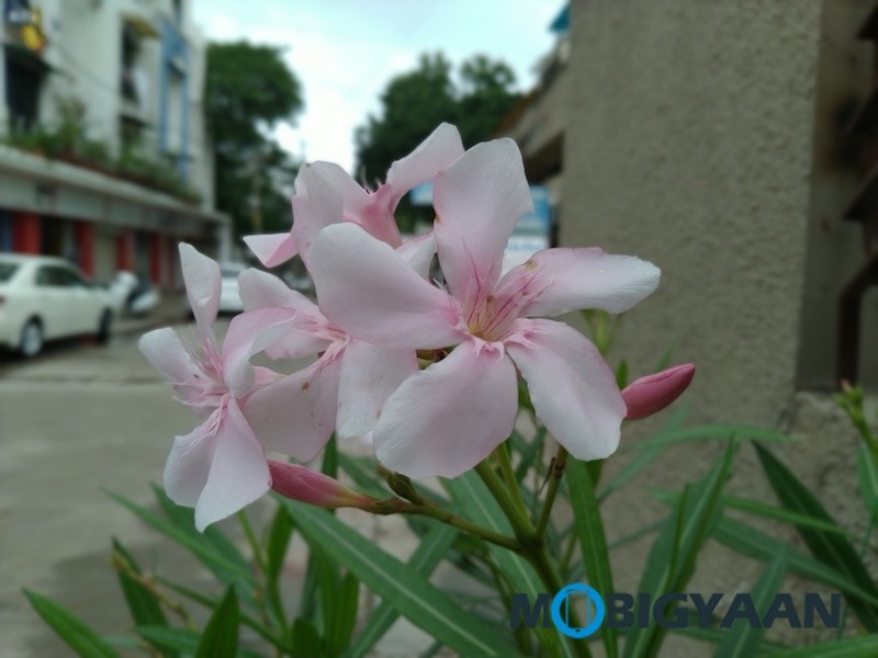 ASUS ZenFone Max Pro M1 6 GB RAM Camera Samples 9