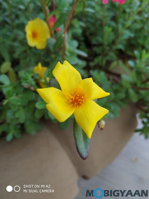 xiaomi mi a2 review camera samples daylight 8