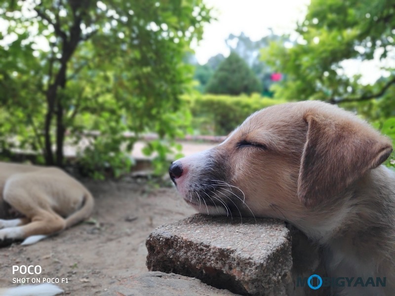 Xiaomi POCO F1 Review Camera Samples 10