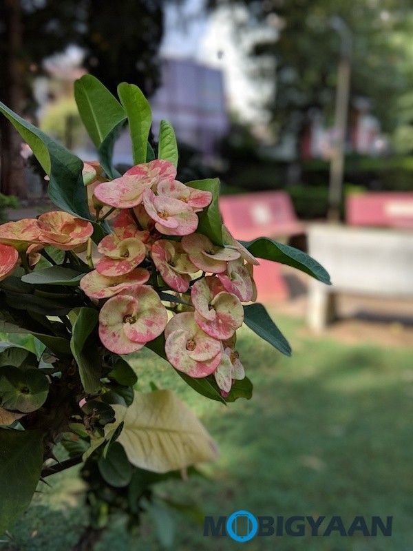 Google Pixel 3 XL Camera Samples 4