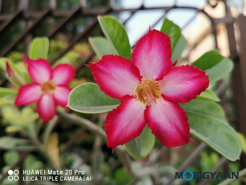 HUAWEI Mate 20 Pro Review Camera Samples 20