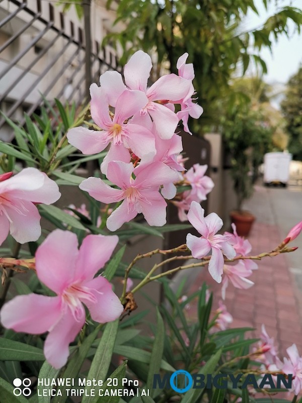 HUAWEI Mate 20 Pro Review Camera Samples 27