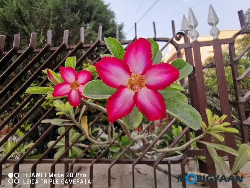 HUAWEI Mate 20 Pro Review Camera Samples 36