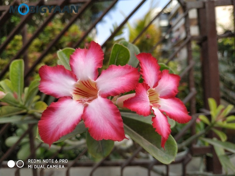 Xiaomi Redmi Note 6 Pro Camera Samples 12