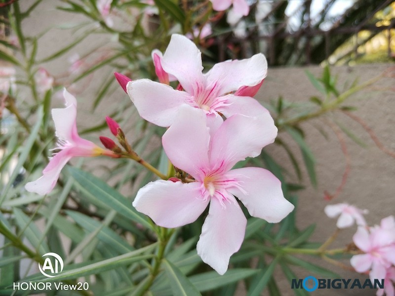 Honor View20 Review Camera Samples Daylight Photos 3