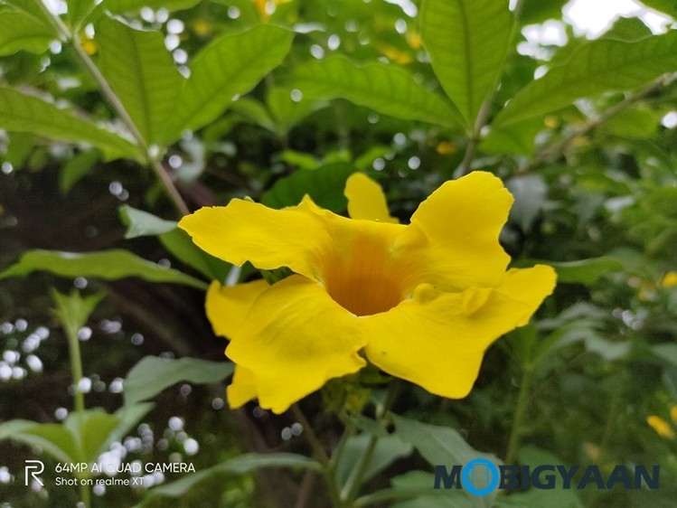 Realme XT Camera Samples 7