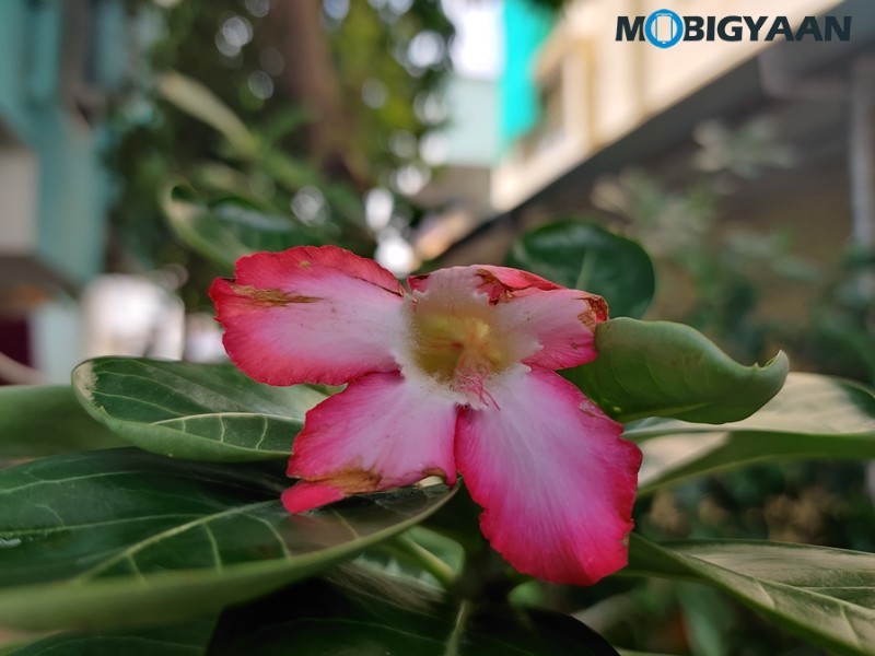 OnePlus 7T Camera Samples 4