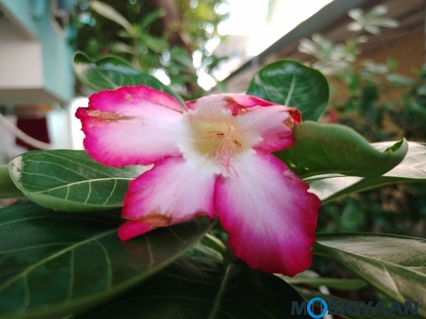 Redmi 8A Camera Samples 7