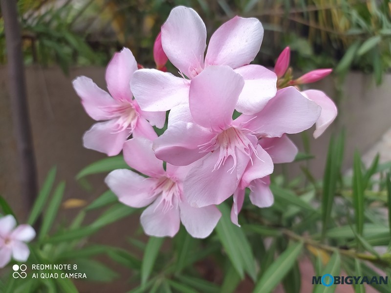 Redmi Note 8 Camera Samples 1