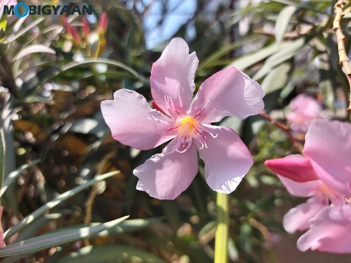 Samsung Galaxy A70s Camera Samples 11